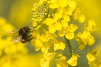 Germany, DEU, Waltrop, 2005Apr23: A bumblebee (Bombus terrestris) on blooming rape-seed.